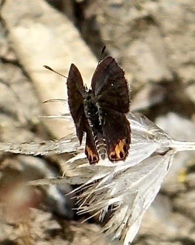 grass jewel